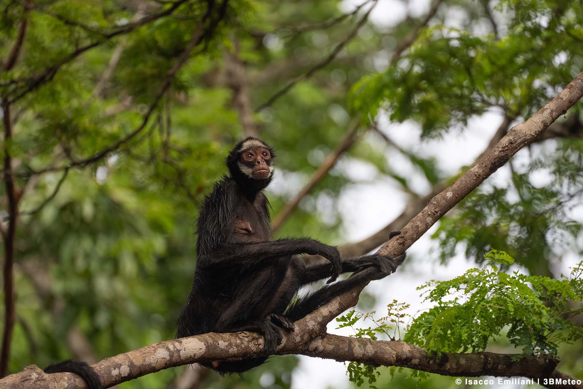 Amazzonia 7
